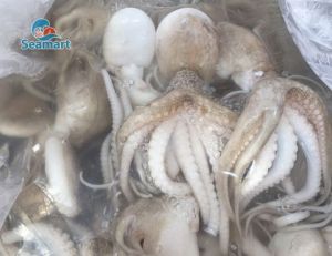Bạch Tuộc Tươi