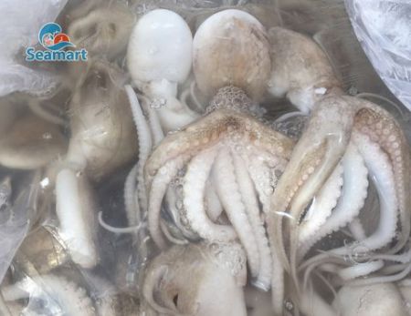 Bạch Tuộc Tươi